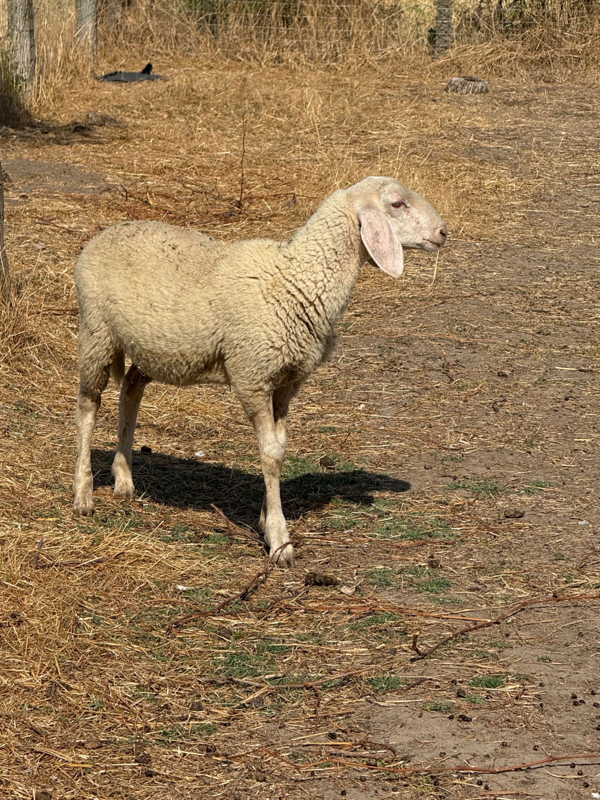 Berbecut Bergamasca