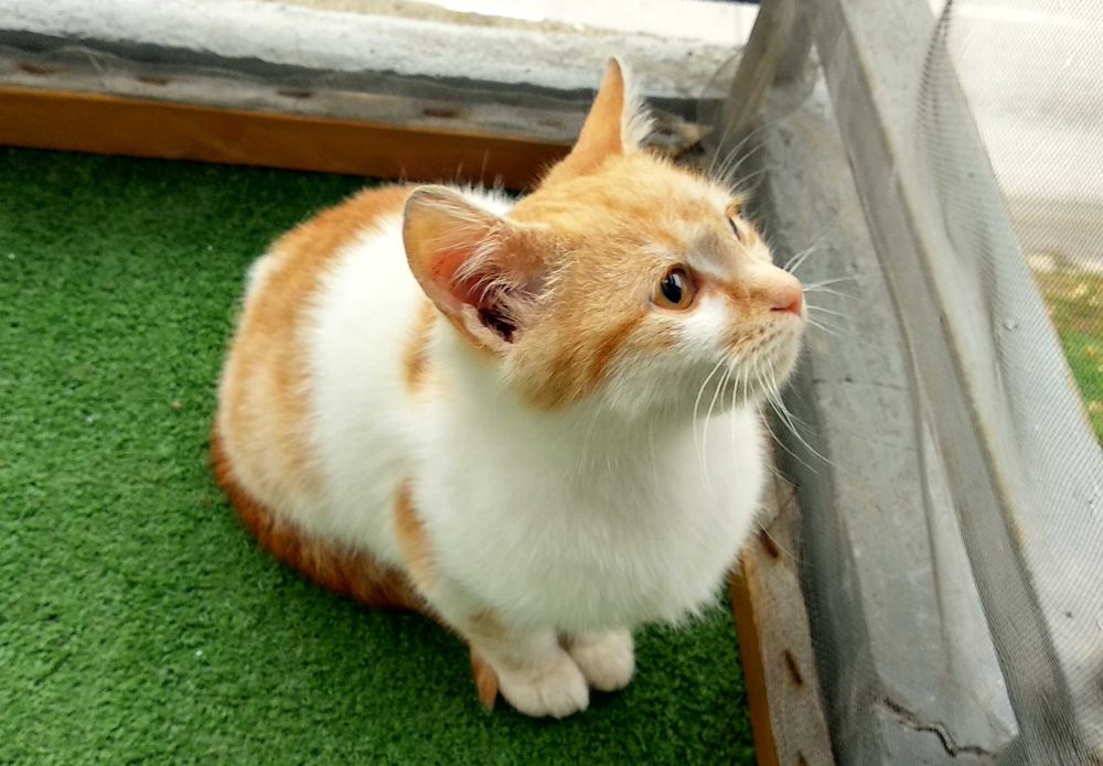 Подарявам котенце - момченце