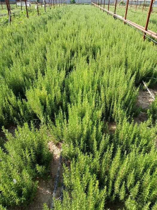 Продаётся Розмарин 1 кг = 40 000