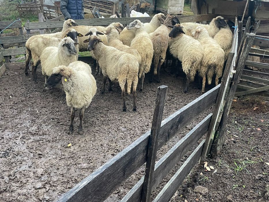 Vand oi bune de tinut .