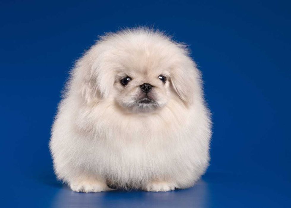 Продам пекинеса мальчика