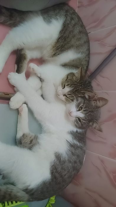 Отдаю в добрые руки котят