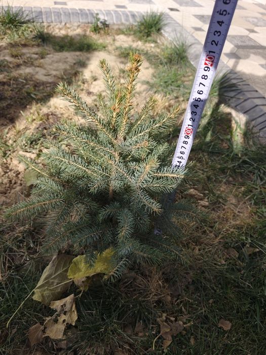 Арча голубой ел 4 та бор 50 см 40 см мошлашган бизни иклимга