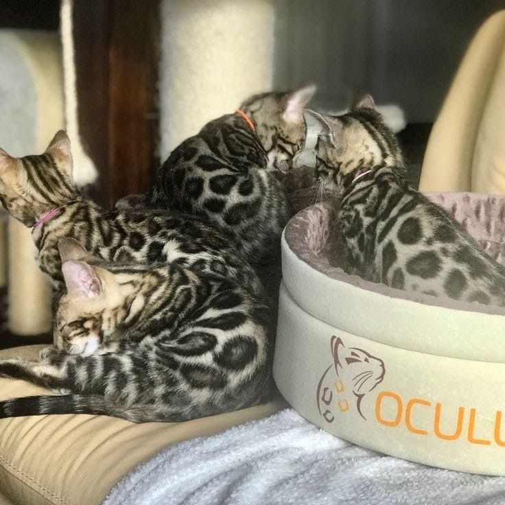 Продам породистых котят