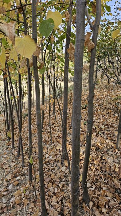 Липа дарахти сотилади