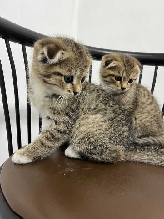 Вислоухие котята окрас золотистая шиншилла
