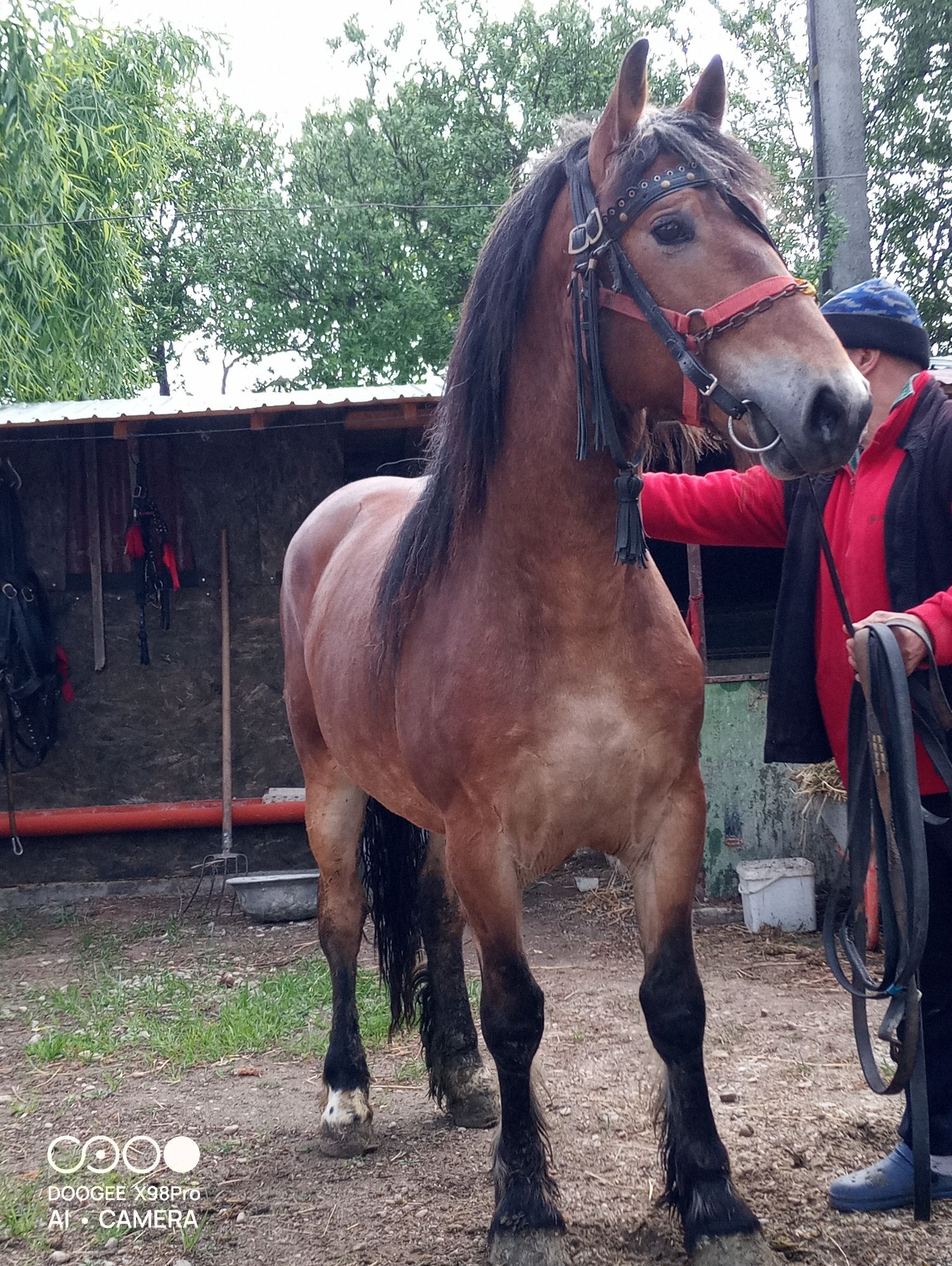 Vând cal de un an și patru luni