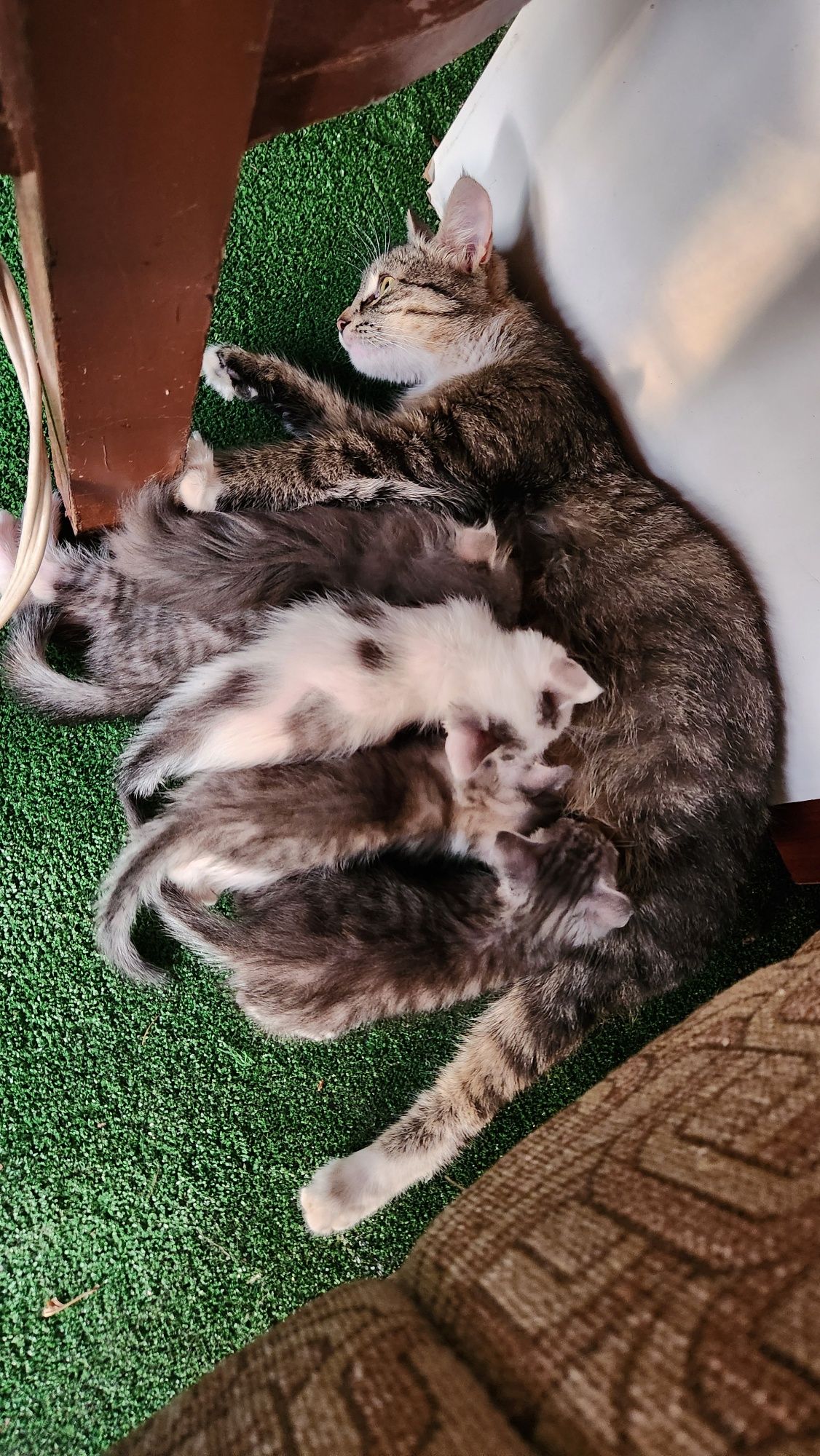 Подарявам малки котета