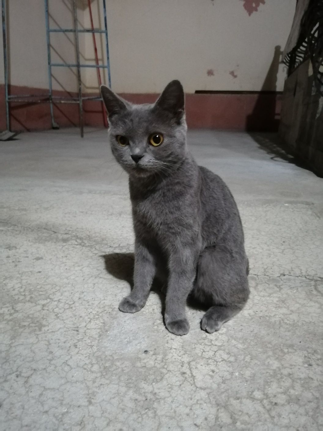 Породистая кошка