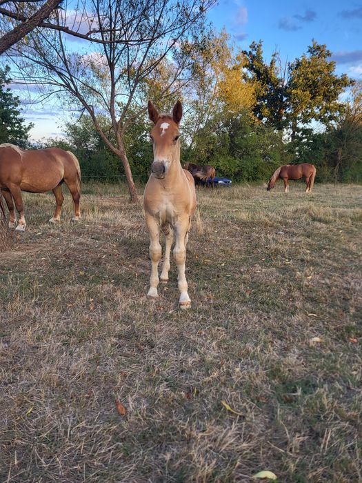iapa cu mânz de vanzare