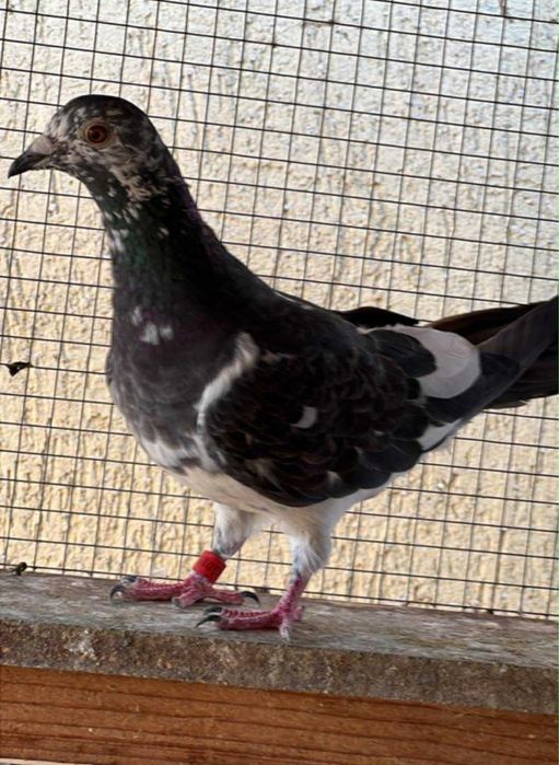 Ocazie!Porumbei cu pedigree reprodusi din originali