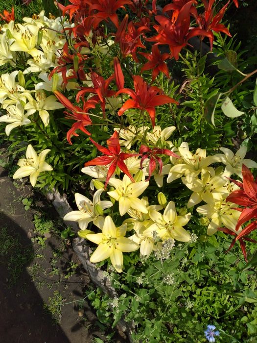 Дача сад строитель