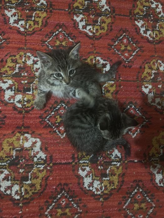 Tekinga mushuk 1 oylik sut dan chikgan