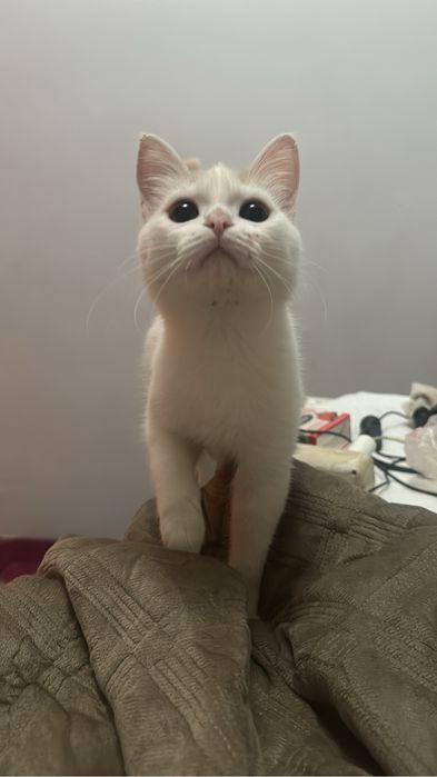 отдам котенка, 4 мес