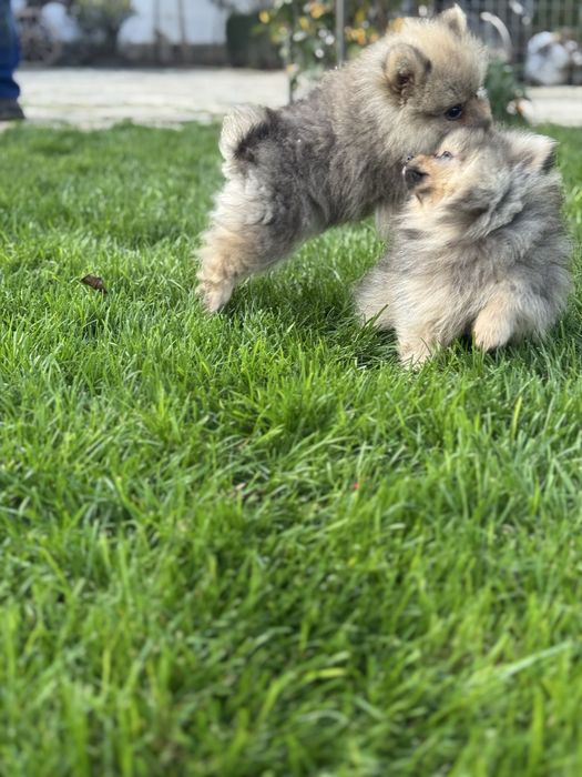 Померани на 3 месеца