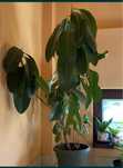 Ficus mare in ghiveci