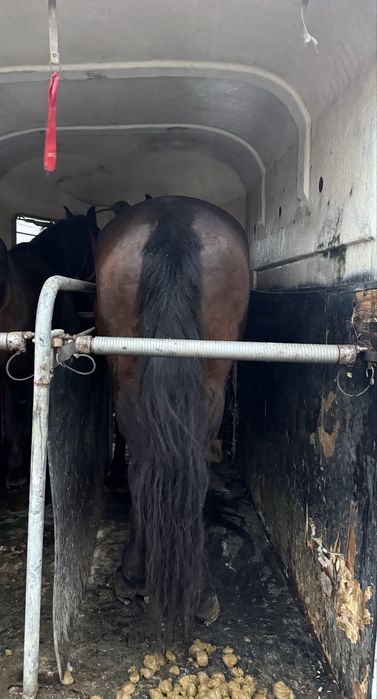 Iapă de 7 ani de vanzare