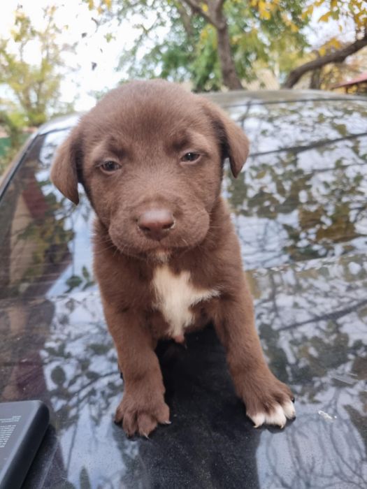 Donez pui de labrador