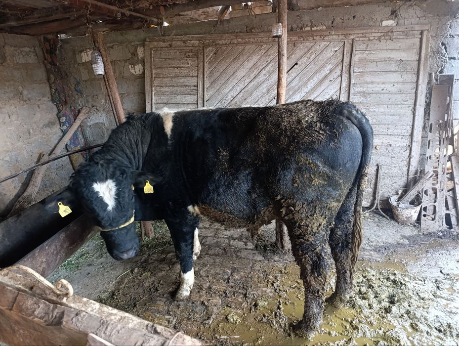 Soglom buka yeyishi zur