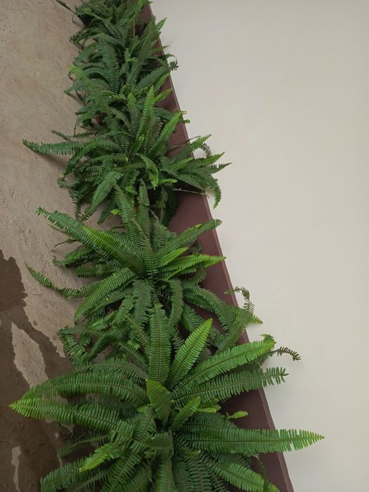 Комнатные  растения