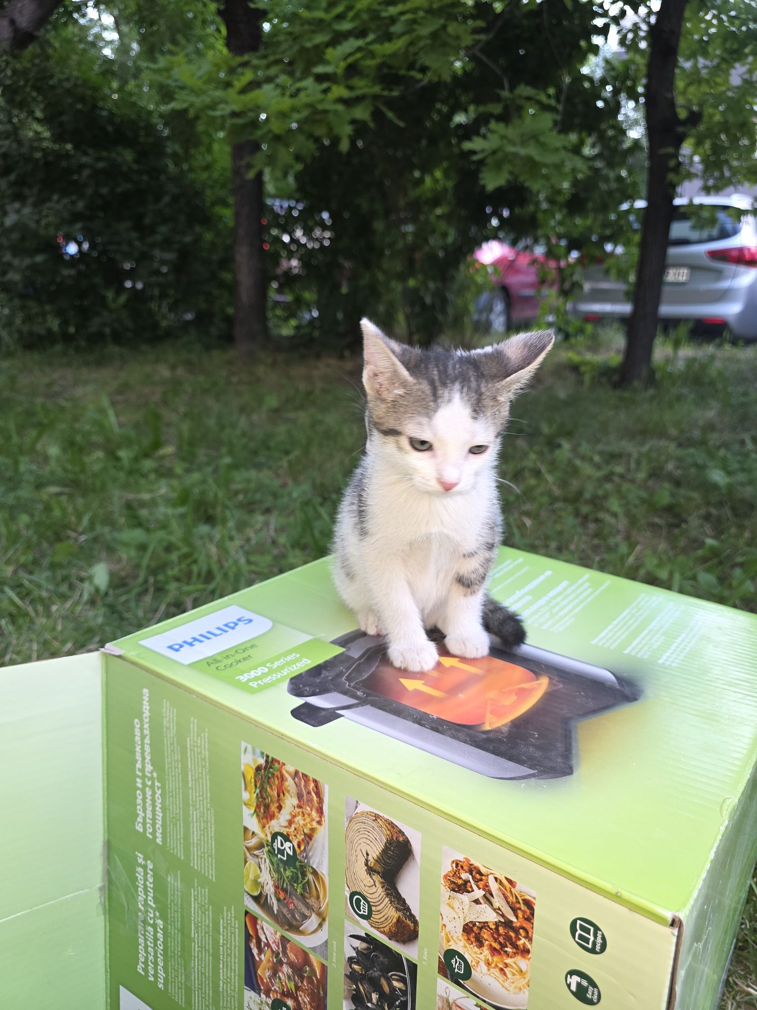3 котенца, родени на 10.04. търсят домовете си