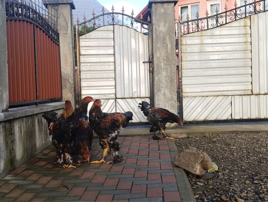 Vand cocosi Brahma portelan / cocosi Italieni