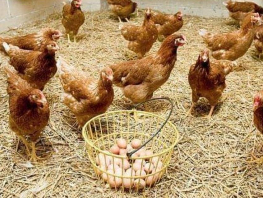 Găini ouătoare cu livrare