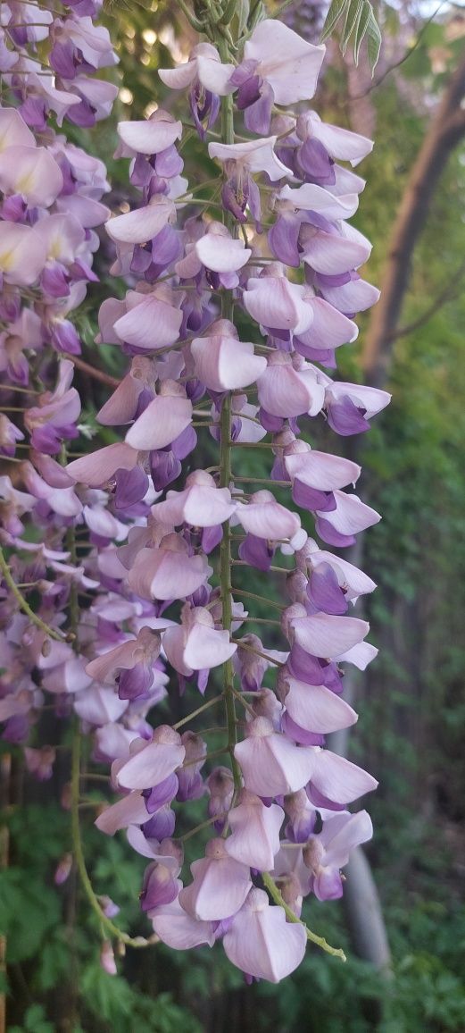 Glicina în ghiveci - wisteria mov