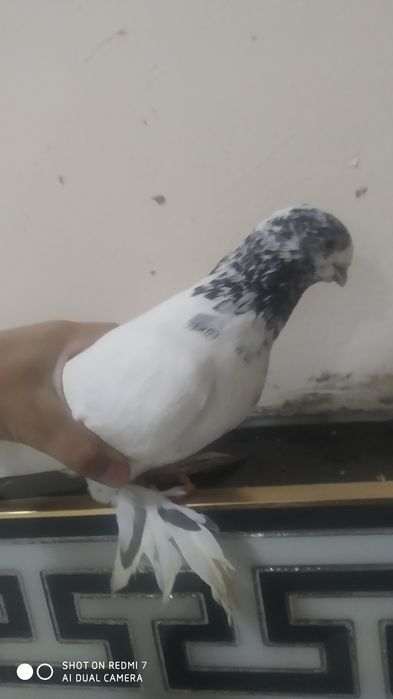 Kabutar sotiladi