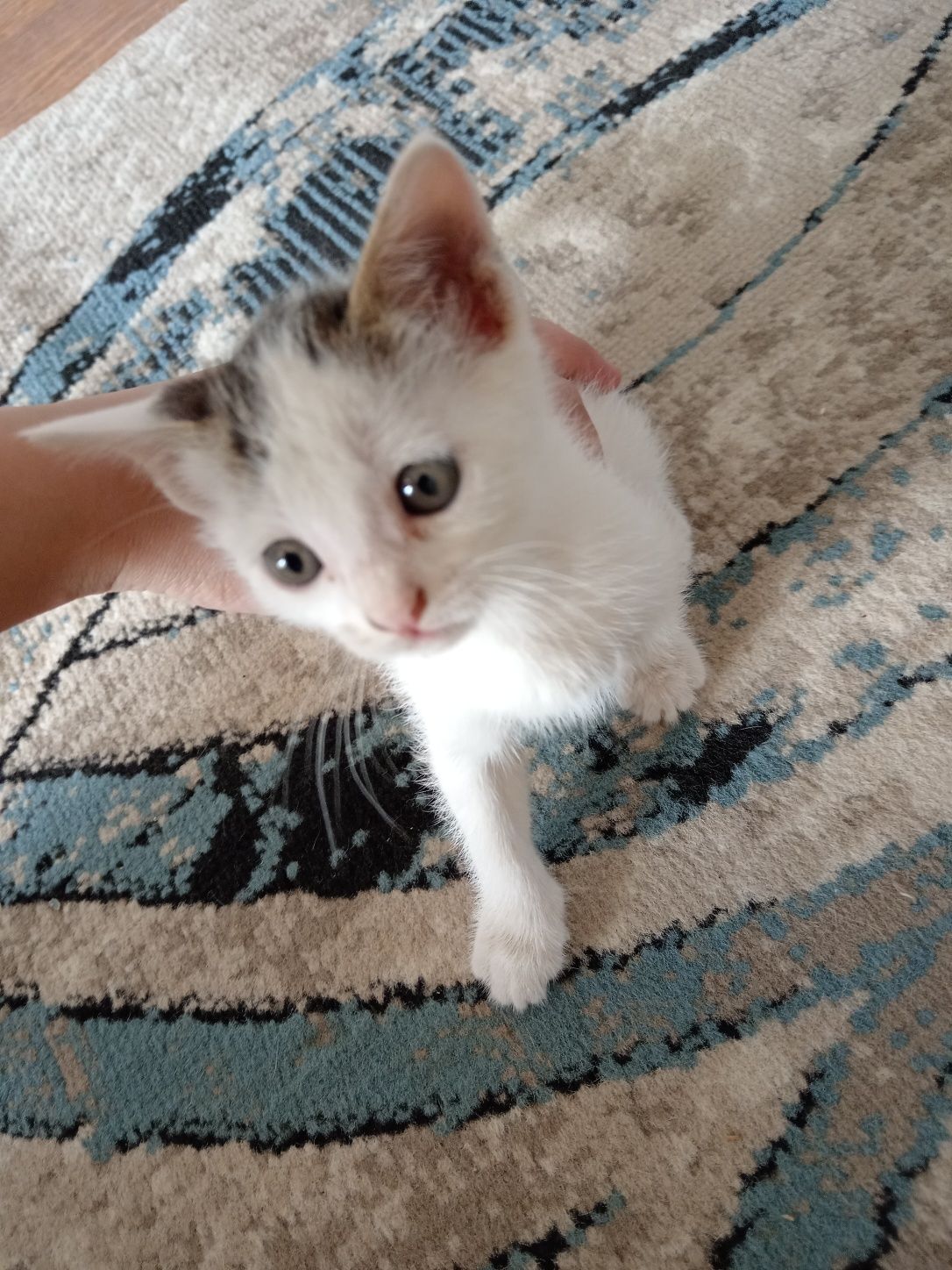 Продаётся кошки отдам даром