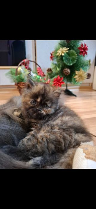 Персийски котета