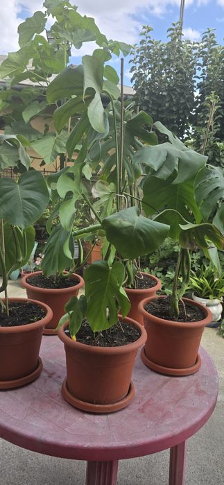 De vânzare monstera deliciosa