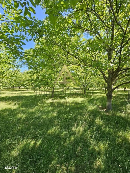 Teren Intravilan Devanzare 33161 Mp De Vanzare Targu Ocna