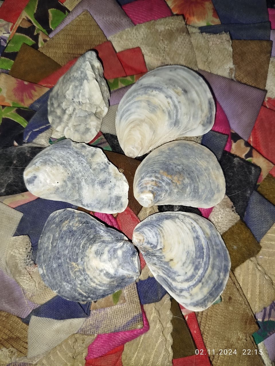 Ракушки с мраморного моря