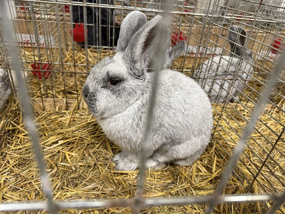 Голям Сребърен Заек