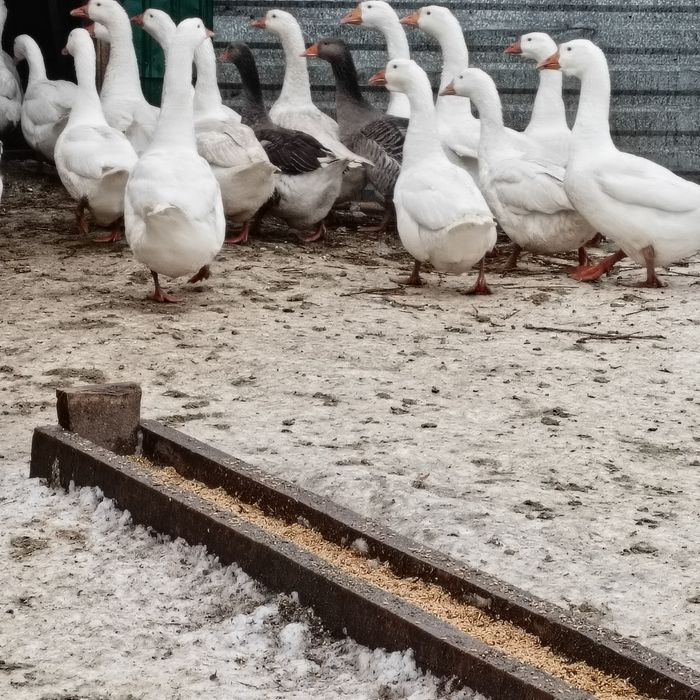 Продам гусеи  домашние