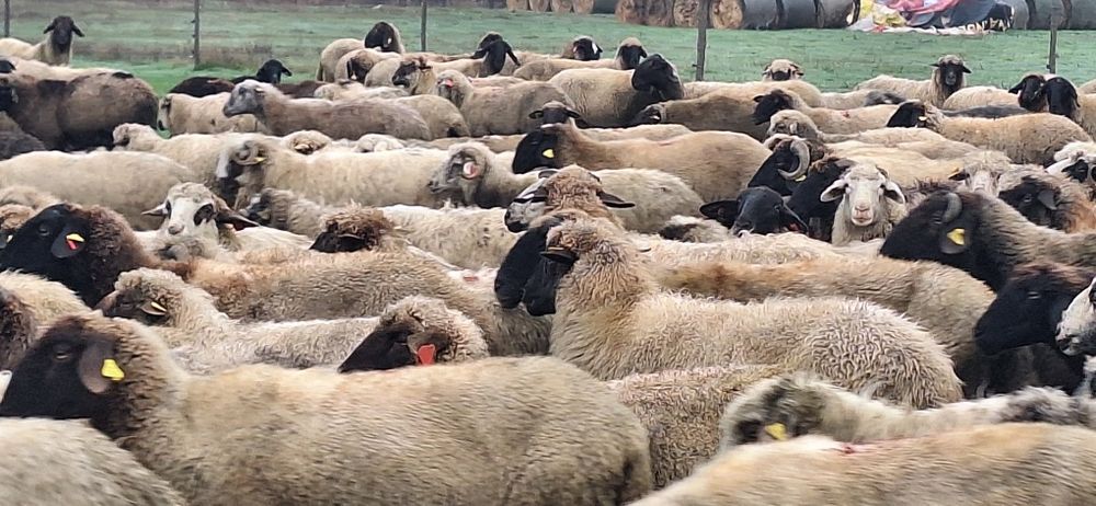 Oi de vanzare tigai, karacul, turcane