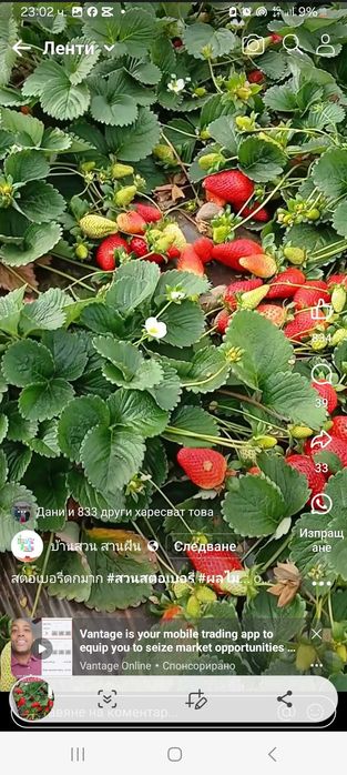 Предлагам ягоди ималини эа всеки земеделец.