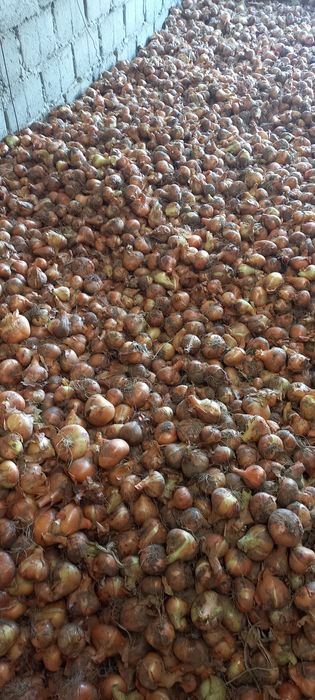 Ceapa plata din arpagic