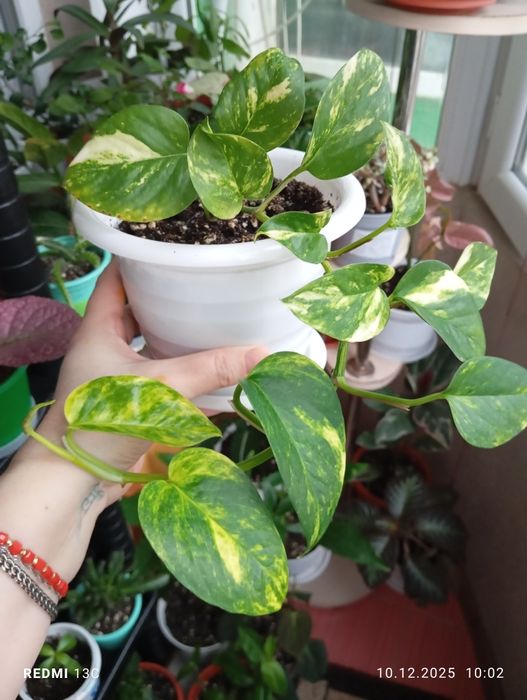 Продам цветы комнатные