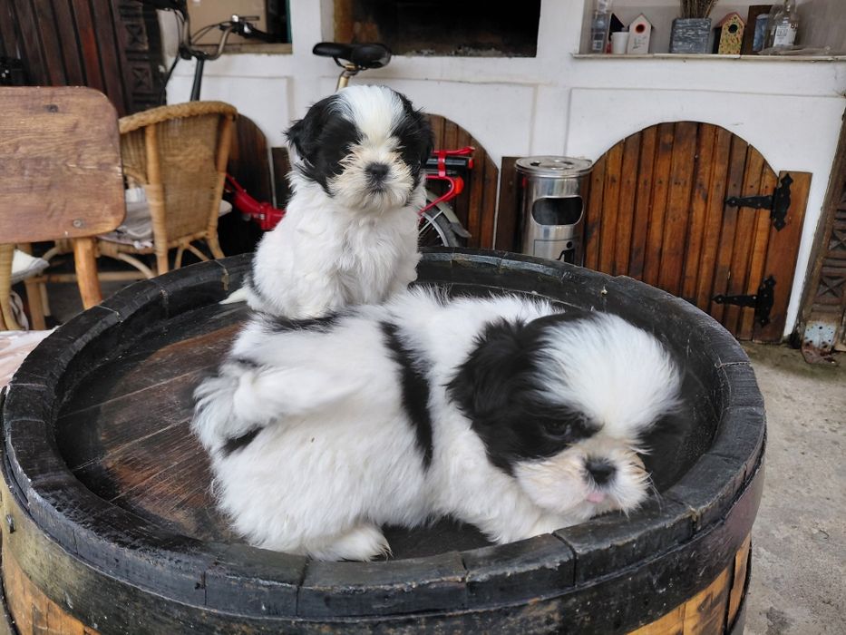 Pui shih tzu Panda Line