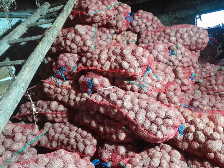 Cartof consum de vanzare