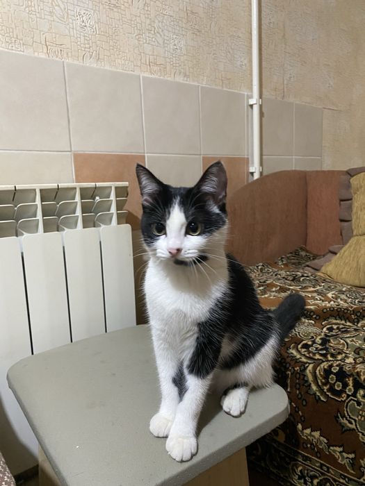 Кошечка 5 месяцев