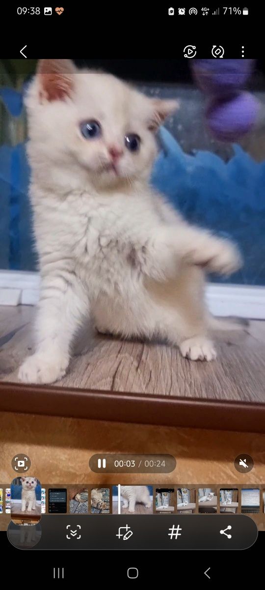 Продаются котята