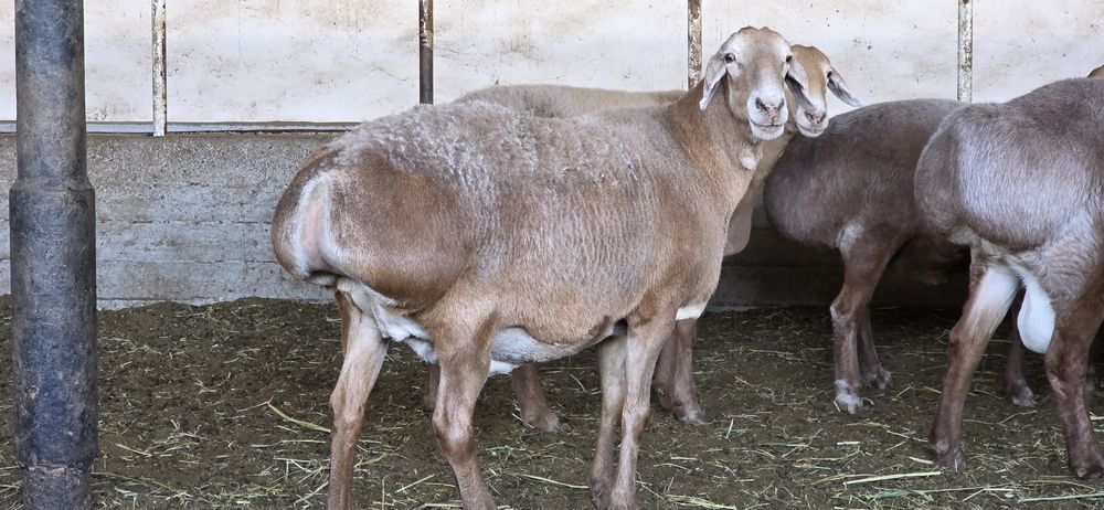 3 - qoringa bo'g'oz xudo xoxlasa