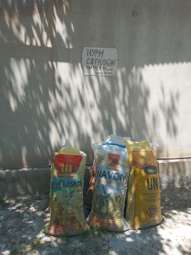 Toza mol nurusi bor