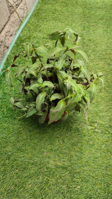 Традисканции Элеганс, квадриколор