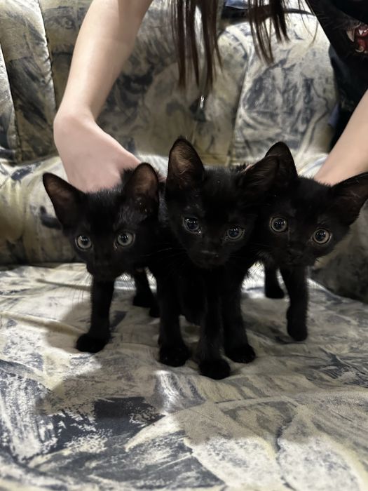 Котенок , отдам даром