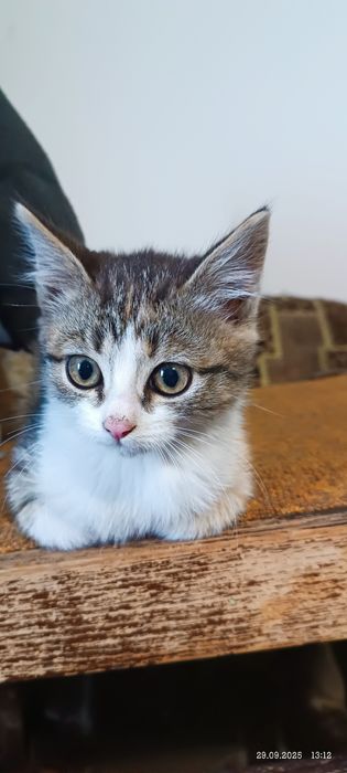 Отдам кошечку 2 мес