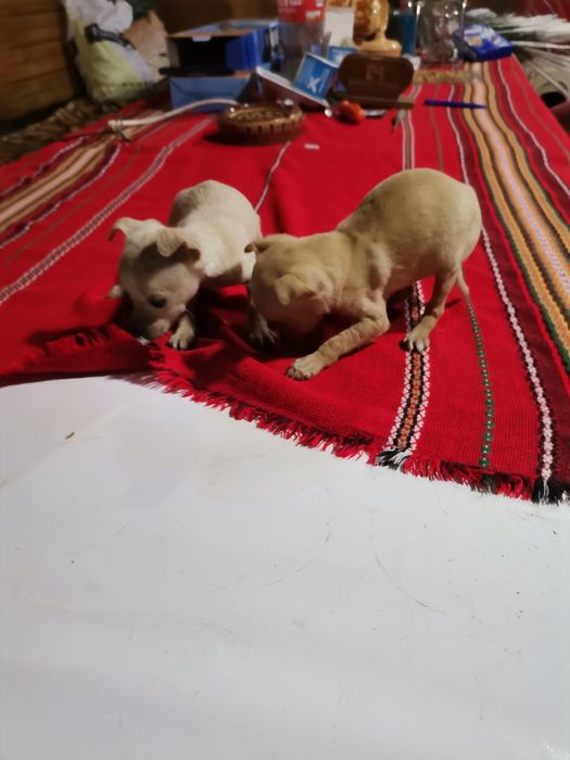 Пинчерчета за продажба